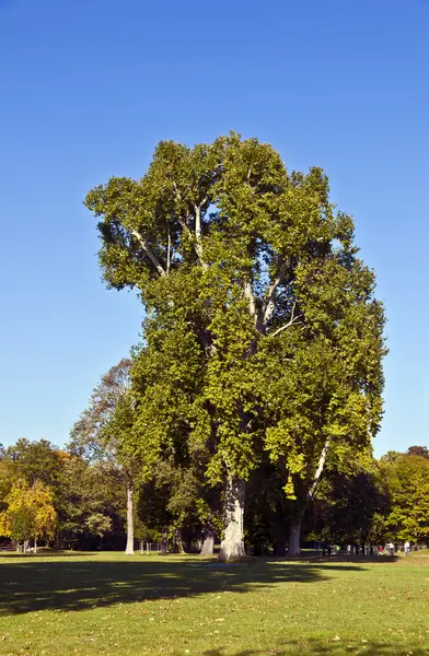 Bela árvore velha plana no parque — Fotografia de Stock