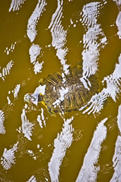 Head of turtle in the water protection area in the outer banks — Stock Photo, Image