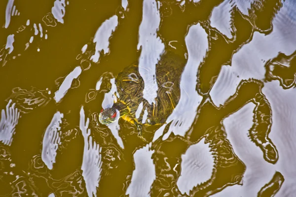 Head of turtle in the water protection area in the outer banks — Stock Photo, Image