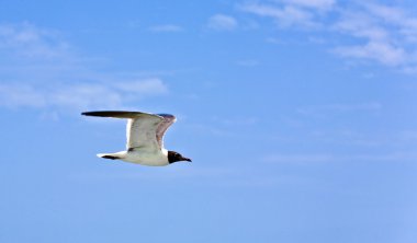 Flying seagulls clipart