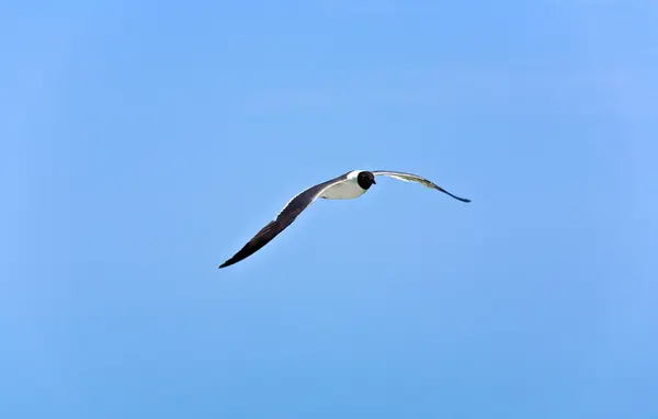 Flying seagulls — Stock Photo, Image