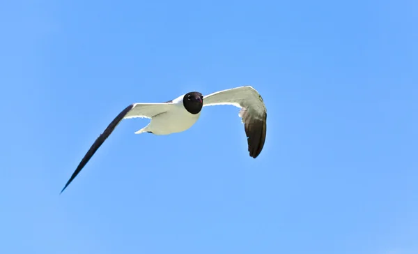 Gaviotas voladoras — Foto de Stock