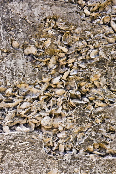Patroon van schelpen in beton als bouwmateriaal — Stockfoto