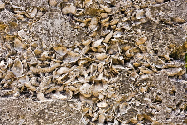 Patroon van schelpen in beton als bouwmateriaal — Stockfoto