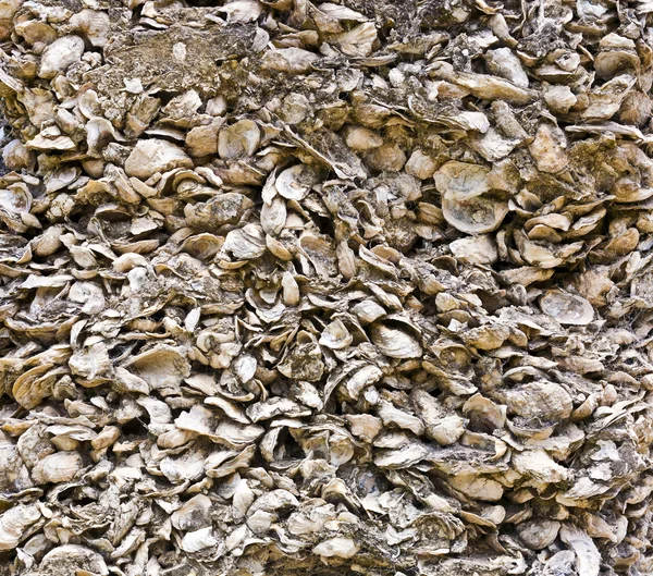 Stock image Pattern of shells in concrete as building material