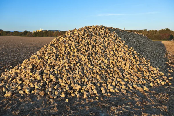 Pile of sugar beets on a farm — Stock Photo, Image