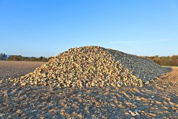 Pile of sugar beets on a farm — Stock Photo, Image