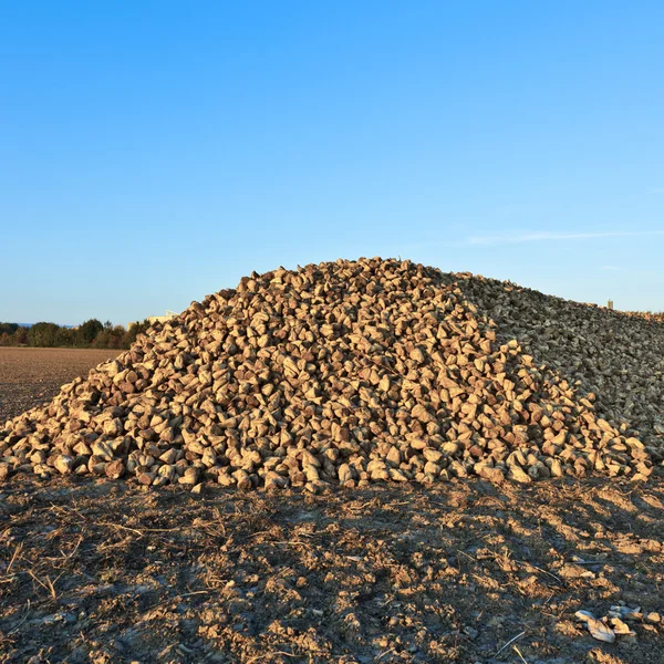Pilha de beterraba sacarina em uma fazenda — Fotografia de Stock