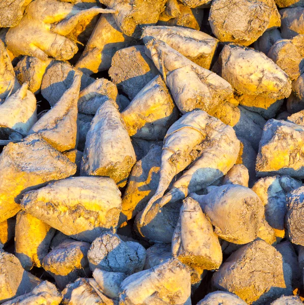 Detail of sugar beets on a farm — Stock Photo, Image