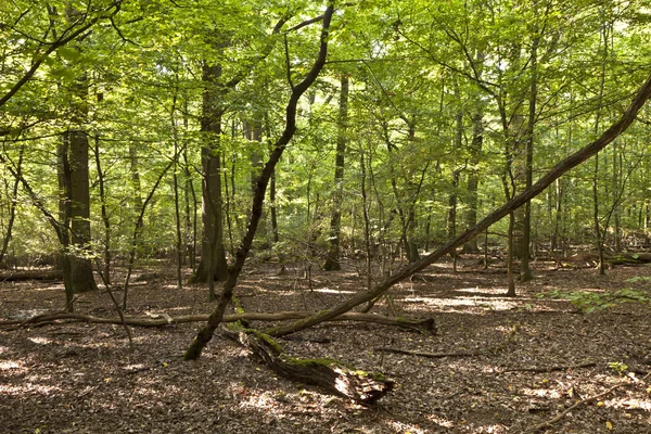 Árboles en el bosque en armonía —  Fotos de Stock