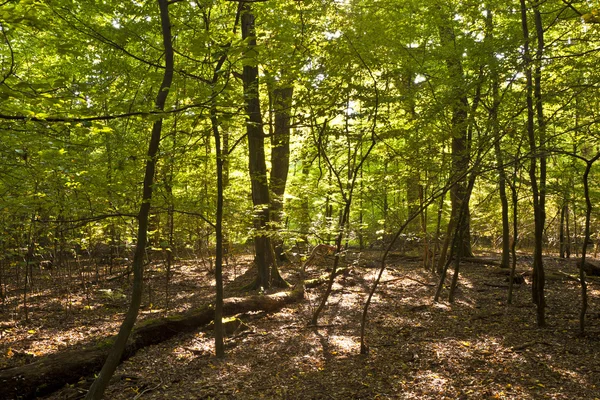 Alberi nella foresta in armonia — Foto Stock