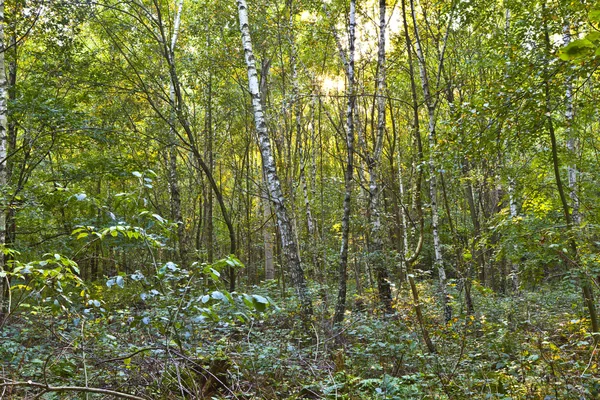 Bomen in bos in harmonie — Stockfoto
