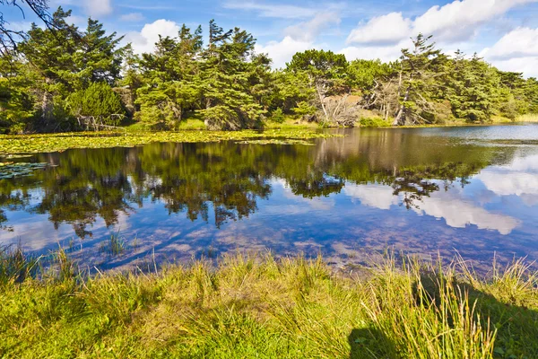 Naturaleza virgen en la isla de Fanoe en Dinamarca — Foto de Stock
