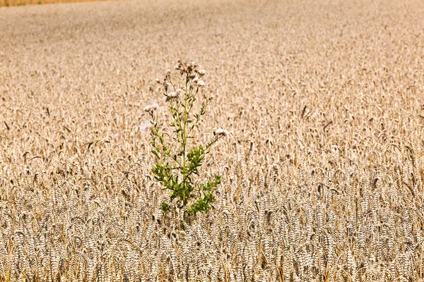 Sädesfält med majs redo för skörd — Stockfoto