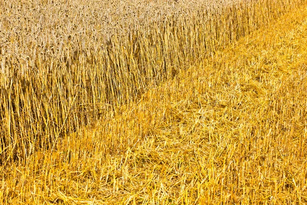 Champs de maïs avec maïs prêt pour la récolte — Photo