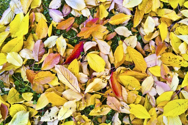 Foliage in indian summer colors — Stock Photo, Image