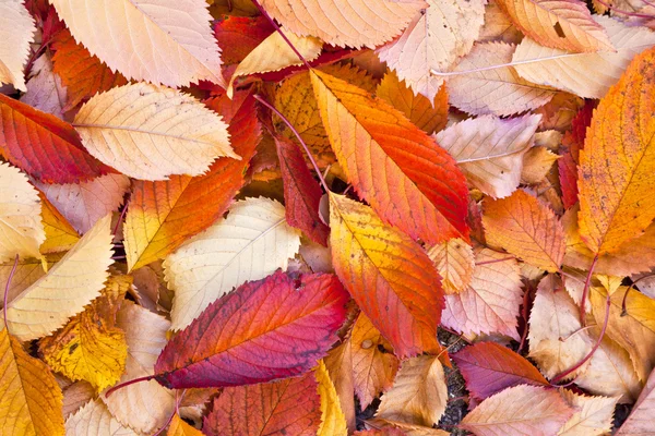 Solmuş yaprakların yalan sonbahar yaprakları — Stok fotoğraf