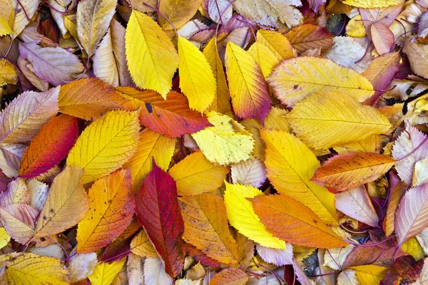Höstlöv liggande i den bleka bladen — Stockfoto