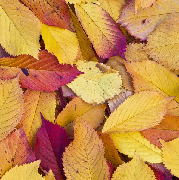 Hojas de otoño yaciendo en el follaje desvanecido — Foto de Stock