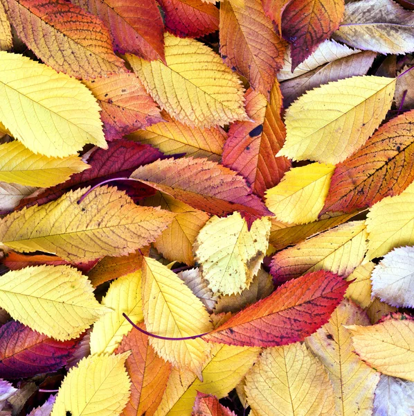 Осенние листья лежат в выцветшей листве — стоковое фото