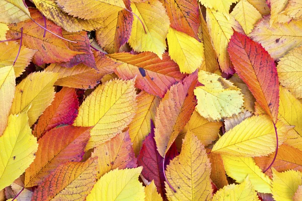Podzimní listí ležící v vybledlé listy — Stock fotografie