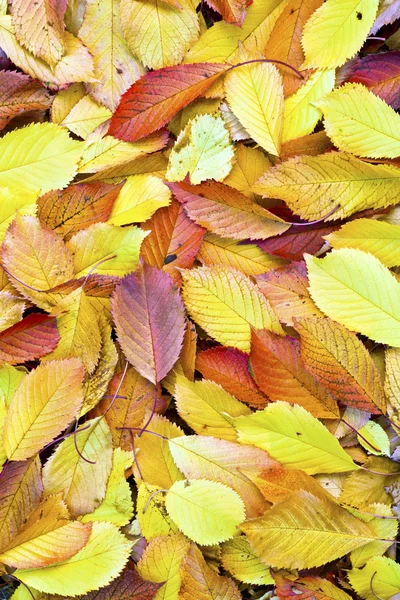 Herbstblätter liegen im verblassten Laub — Stockfoto