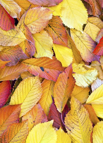 Podzimní listí ležící v vybledlé listy — Stock fotografie