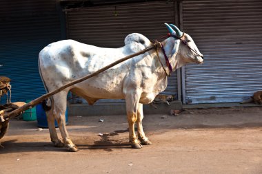 OX chart in the narrow streets of old Delhi clipart