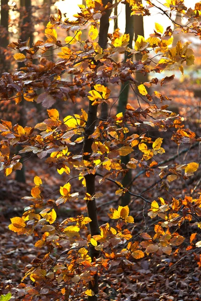 stock image Oak forest in autumn