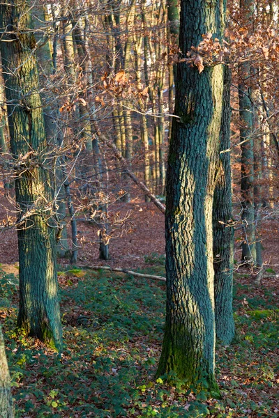 Oak forest in de herfst — Stockfoto