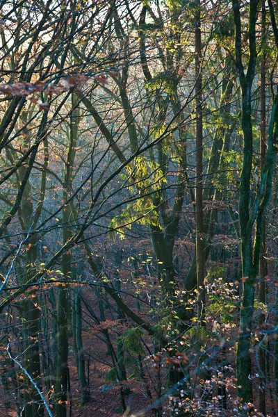 秋のオークの森 — ストック写真