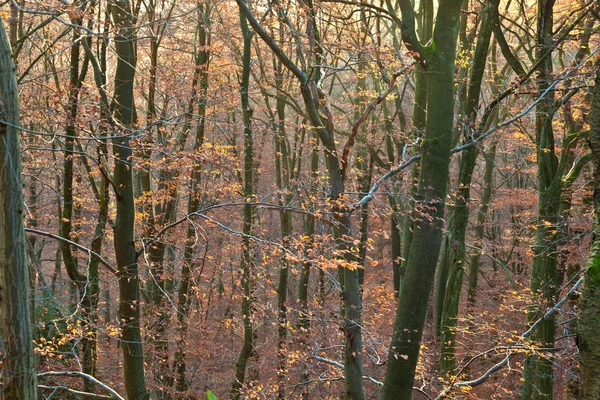 Дубовий ліс восени — стокове фото