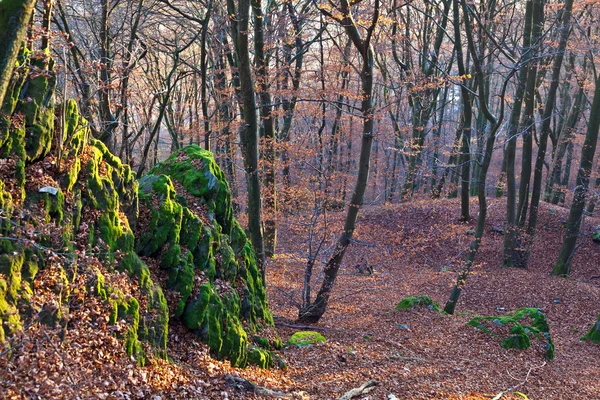 Meşe ormanında sonbahar — Stok fotoğraf