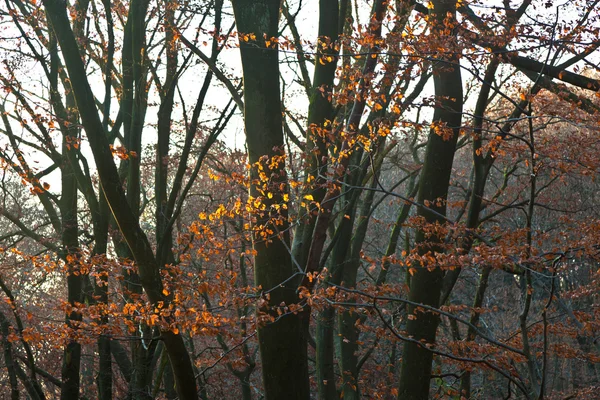 Oak forest na podzim — Stock fotografie