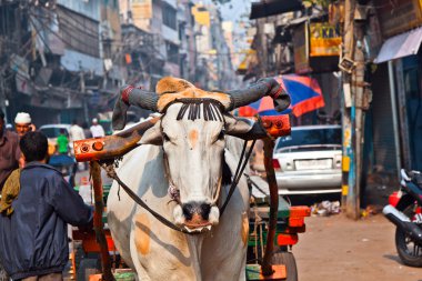 Ox cart transportation on early morning in Delhi, India clipart