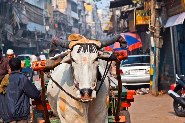 Ökör kosár közlekedése a kora reggeli delhi, india — Stock Fotó