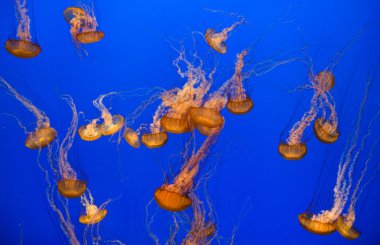Beautiful jelly fishes clipart