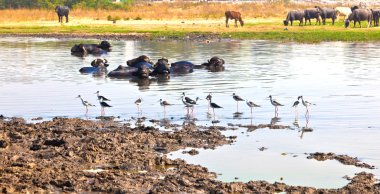 Cow resting in the lake with birds picking for insects clipart