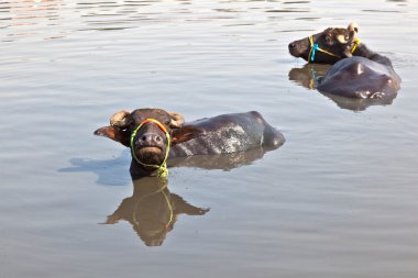 inek bir dinlenme Köyü göle sahiptir.