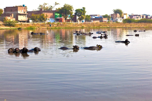 stock image Cow has a rest in the lake of the village