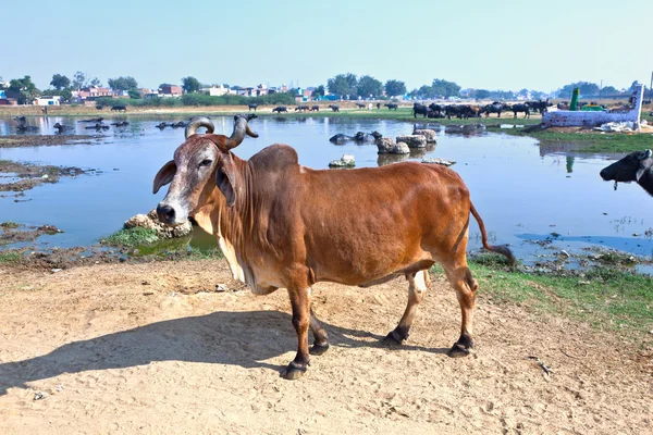 Cow heeft een rust in de poel van het dorp — Stockfoto