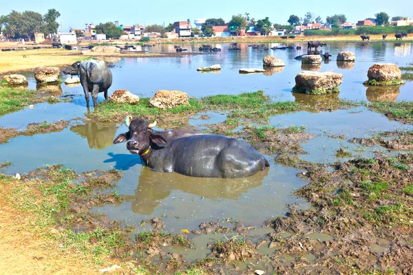 Vache se repose dans le lac du village — Photo
