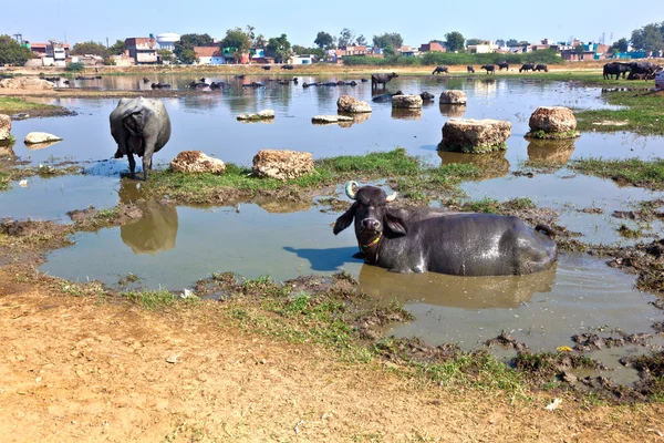Vache se repose dans le lac du village — Photo
