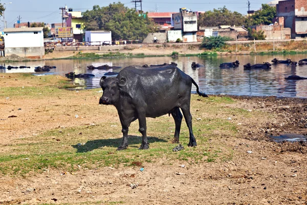 Корова отдыхает в озере деревни — стоковое фото
