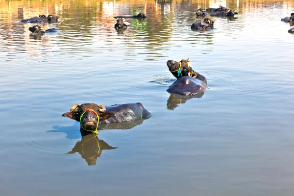 Cow has a rest in the lake of the village — Stock Photo, Image