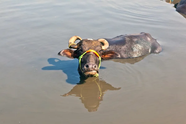 Корова отдыхает в озере деревни — стоковое фото