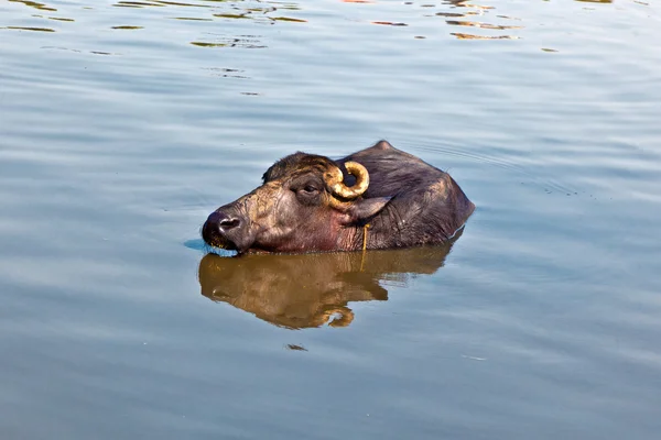 Cow has a rest in the lake of the village — Stock Photo, Image