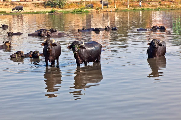 Kuh macht Rast im See des Dorfes — Stockfoto