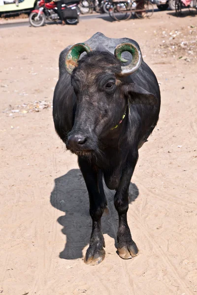 Cow in the village — Stock Photo, Image