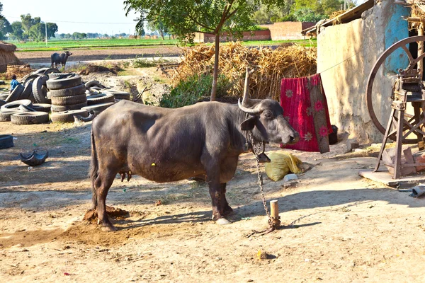 Kráva ve vesnici — Stock fotografie